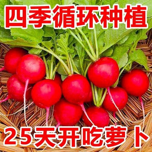 樱桃萝卜 红皮白肉、脆甜多汁的生食小精灵